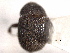  ( - CNC COLEO 00155905)  @11 [ ] CreativeCommons - Attribution (2012) CNC/CBG Photography Group Centre for Biodiversity Genomics