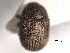  ( - CNC COLEO 00155906)  @11 [ ] CreativeCommons - Attribution (2012) CNC/CBG Photography Group Centre for Biodiversity Genomics