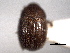  ( - CNC COLEO 00155911)  @11 [ ] CreativeCommons - Attribution (2012) CNC/CBG Photography Group Centre for Biodiversity Genomics