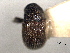  ( - CNC COLEO 00155913)  @11 [ ] CreativeCommons - Attribution (2012) CNC/CBG Photography Group Centre for Biodiversity Genomics