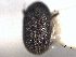  ( - CNC COLEO 00155914)  @11 [ ] CreativeCommons - Attribution (2012) CNC/CBG Photography Group Centre for Biodiversity Genomics