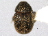  ( - CNC COLEO 00155915)  @11 [ ] CreativeCommons - Attribution (2012) CNC/CBG Photography Group Centre for Biodiversity Genomics