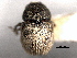  ( - CNC COLEO 00155918)  @11 [ ] CreativeCommons - Attribution (2012) CNC/CBG Photography Group Centre for Biodiversity Genomics