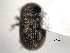  ( - CNC COLEO 00155921)  @12 [ ] CreativeCommons - Attribution (2012) CNC/CBG Photography Group Centre for Biodiversity Genomics