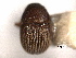  ( - CNC COLEO 00155923)  @11 [ ] CreativeCommons - Attribution (2012) CNC/CBG Photography Group Centre for Biodiversity Genomics