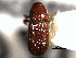  ( - CNC COLEO 00155925)  @11 [ ] CreativeCommons - Attribution (2012) CNC/CBG Photography Group Centre for Biodiversity Genomics
