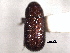  ( - CNC COLEO 00155928)  @11 [ ] CreativeCommons - Attribution (2012) CNC/CBG Photography Group Centre for Biodiversity Genomics