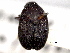  (Dendrosinus bourreriae - CNC COLEO 00155929)  @11 [ ] CreativeCommons - Attribution (2012) CNC/CBG Photography Group Centre for Biodiversity Genomics
