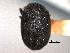  (Dendrosinus vittifrons - CNC COLEO 00155933)  @11 [ ] CreativeCommons - Attribution (2012) CNC/CBG Photography Group Centre for Biodiversity Genomics