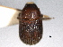  (Hyledius - CNC COLEO 00155934)  @11 [ ] CreativeCommons - Attribution (2012) CNC/CBG Photography Group Centre for Biodiversity Genomics