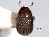  ( - CNC COLEO 00155935)  @11 [ ] CreativeCommons - Attribution (2012) CNC/CBG Photography Group Centre for Biodiversity Genomics