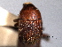  ( - CNC COLEO 00155936)  @11 [ ] CreativeCommons - Attribution (2012) CNC/CBG Photography Group Centre for Biodiversity Genomics