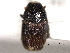  ( - CNC COLEO 00155949)  @11 [ ] CreativeCommons - Attribution (2012) CNC/CBG Photography Group Centre for Biodiversity Genomics