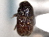  ( - CNC COLEO 00155950)  @11 [ ] CreativeCommons - Attribution (2012) CNC/CBG Photography Group Centre for Biodiversity Genomics