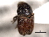  ( - CNC COLEO 00155951)  @11 [ ] CreativeCommons - Attribution (2012) CNC/CBG Photography Group Centre for Biodiversity Genomics