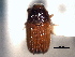  ( - CNC COLEO 00155952)  @11 [ ] CreativeCommons - Attribution (2012) CNC/CBG Photography Group Centre for Biodiversity Genomics