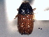  ( - CNC COLEO 00155955)  @11 [ ] CreativeCommons - Attribution (2012) CNC/CBG Photography Group Centre for Biodiversity Genomics