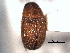  ( - CNC COLEO 00155962)  @11 [ ] CreativeCommons - Attribution (2012) CNC/CBG Photography Group Centre for Biodiversity Genomics