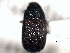  (Phloeosinus fulgens - CNC COLEO 00155964)  @11 [ ] CreativeCommons - Attribution (2012) CNC/CBG Photography Group Centre for Biodiversity Genomics
