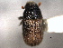  ( - CNC COLEO 00155965)  @12 [ ] CreativeCommons - Attribution (2012) CNC/CBG Photography Group Centre for Biodiversity Genomics