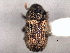  ( - CNC COLEO 00155967)  @11 [ ] CreativeCommons - Attribution (2012) CNC/CBG Photography Group Centre for Biodiversity Genomics