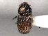  ( - CNC COLEO 00155969)  @11 [ ] CreativeCommons - Attribution (2012) CNC/CBG Photography Group Centre for Biodiversity Genomics