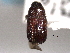 (Phloeosinus sequoiae - CNC COLEO 00155976)  @13 [ ] CreativeCommons - Attribution (2012) CNC/CBG Photography Group Centre for Biodiversity Genomics