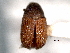  ( - CNC COLEO 00155978)  @11 [ ] CreativeCommons - Attribution (2012) CNC/CBG Photography Group Centre for Biodiversity Genomics