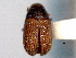  ( - CNC COLEO 00155979)  @11 [ ] CreativeCommons - Attribution (2012) CNC/CBG Photography Group Centre for Biodiversity Genomics