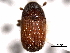  ( - CNC COLEO 00155981)  @11 [ ] CreativeCommons - Attribution (2012) CNC/CBG Photography Group Centre for Biodiversity Genomics