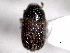  (Phloeosinus setosus - CNC COLEO 00155985)  @11 [ ] CreativeCommons - Attribution (2012) CNC/CBG Photography Group Centre for Biodiversity Genomics