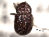  ( - CNC COLEO 00155991)  @11 [ ] CreativeCommons - Attribution (2012) CNC/CBG Photography Group Centre for Biodiversity Genomics