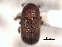  ( - CNC COLEO 00156004)  @11 [ ] CreativeCommons - Attribution (2012) CNC/CBG Photography Group Centre for Biodiversity Genomics