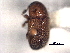  ( - CNC COLEO 00156005)  @11 [ ] CreativeCommons - Attribution (2012) CNC/CBG Photography Group Centre for Biodiversity Genomics