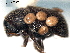  ( - CNC COLEO 00156007)  @11 [ ] CreativeCommons - Attribution (2012) CNC/CBG Photography Group Centre for Biodiversity Genomics