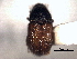  ( - CNC COLEO 00156046)  @11 [ ] CreativeCommons - Attribution (2012) CNC/CBG Photography Group Centre for Biodiversity Genomics