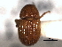  ( - CNC COLEO 00156048)  @11 [ ] CreativeCommons - Attribution (2012) CNC/CBG Photography Group Centre for Biodiversity Genomics