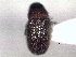  ( - CNC COLEO 00156063)  @11 [ ] CreativeCommons - Attribution (2012) CNC/CBG Photography Group Centre for Biodiversity Genomics