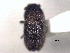  ( - CNC COLEO 00156064)  @11 [ ] CreativeCommons - Attribution (2012) CNC/CBG Photography Group Centre for Biodiversity Genomics