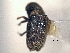  ( - CNC COLEO 00156066)  @11 [ ] CreativeCommons - Attribution (2012) CNC/CBG Photography Group Centre for Biodiversity Genomics