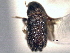  ( - CNC COLEO 00156067)  @11 [ ] CreativeCommons - Attribution (2012) CNC/CBG Photography Group Centre for Biodiversity Genomics