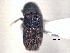  ( - CNC COLEO 00156068)  @11 [ ] CreativeCommons - Attribution (2012) CNC/CBG Photography Group Centre for Biodiversity Genomics