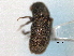  ( - CNC COLEO 00156069)  @11 [ ] CreativeCommons - Attribution (2012) CNC/CBG Photography Group Centre for Biodiversity Genomics