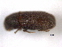  (Carphoborus bifurcus - CNC COLEO 00156070)  @11 [ ] CreativeCommons - Attribution (2012) CNC/CBG Photography Group Centre for Biodiversity Genomics