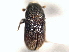  (Carphoborus blaisdelli - CNC COLEO 00156071)  @11 [ ] CreativeCommons - Attribution (2012) CNC/CBG Photography Group Centre for Biodiversity Genomics