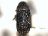  ( - CNC COLEO 00156072)  @11 [ ] CreativeCommons - Attribution (2012) CNC/CBG Photography Group Centre for Biodiversity Genomics