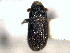  ( - CNC COLEO 00156073)  @11 [ ] CreativeCommons - Attribution (2012) CNC/CBG Photography Group Centre for Biodiversity Genomics