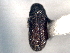  (Carphoborus convexifrons - CNC COLEO 00156075)  @11 [ ] CreativeCommons - Attribution (2012) CNC/CBG Photography Group Centre for Biodiversity Genomics