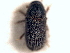  ( - CNC COLEO 00156080)  @11 [ ] CreativeCommons - Attribution (2012) CNC/CBG Photography Group Centre for Biodiversity Genomics