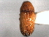  (Carphoborus pinicolens - CNC COLEO 00156081)  @11 [ ] CreativeCommons - Attribution (2012) CNC/CBG Photography Group Centre for Biodiversity Genomics